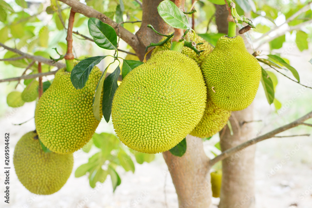 closeup of jackfruit on tree with leaf closeup of jackfruit on tree with leaf