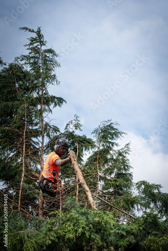 Tree surgeon hanging from ropes in the crown of a tree, throwing cut branches down. The adult male is wearing full safety equipment.