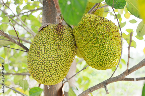 closeup of jackfruit on tree with leaf