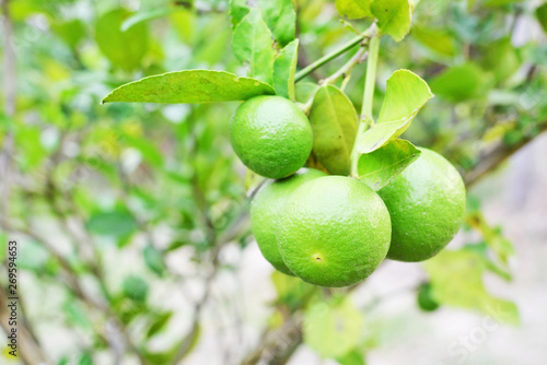 Wallpaper Mural close up of green limes Torontodigital.ca