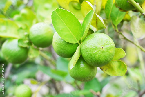 Wallpaper Mural close up of green limes Torontodigital.ca