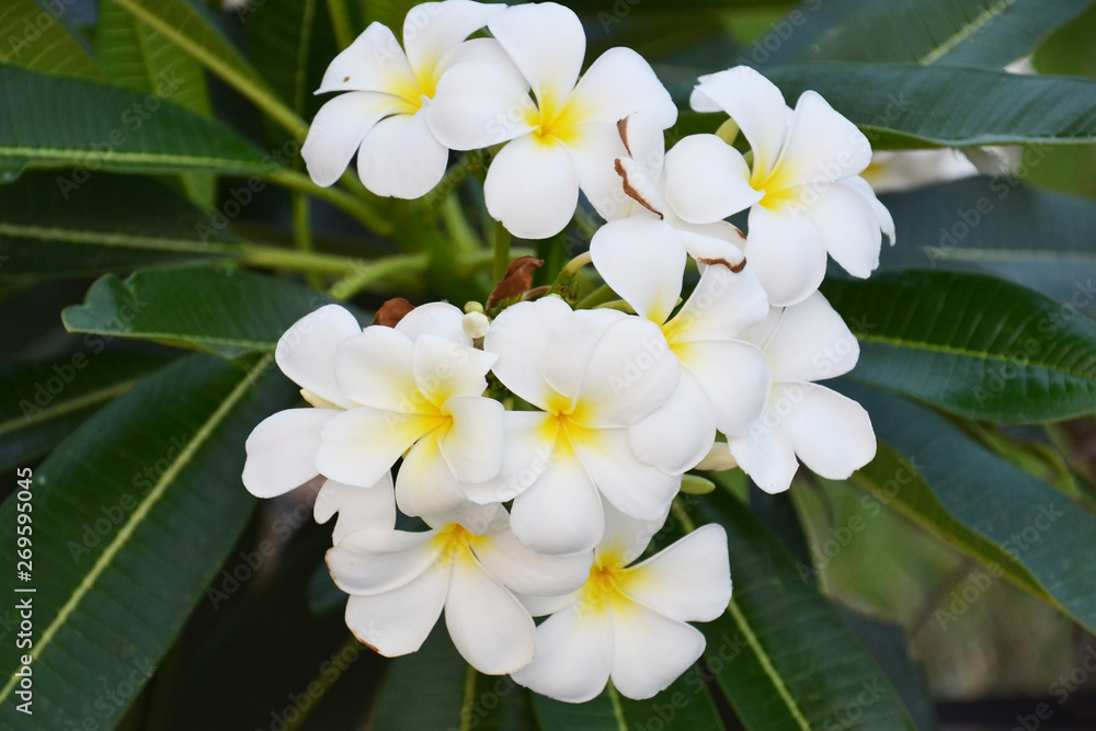 closeup of plumeria flower closeup of plumeria flower