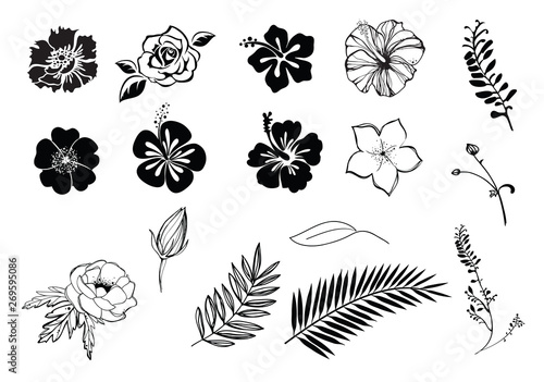 Flowers hibiscus, plumeria, rose, anemone silhouette black and white, isolated. photo