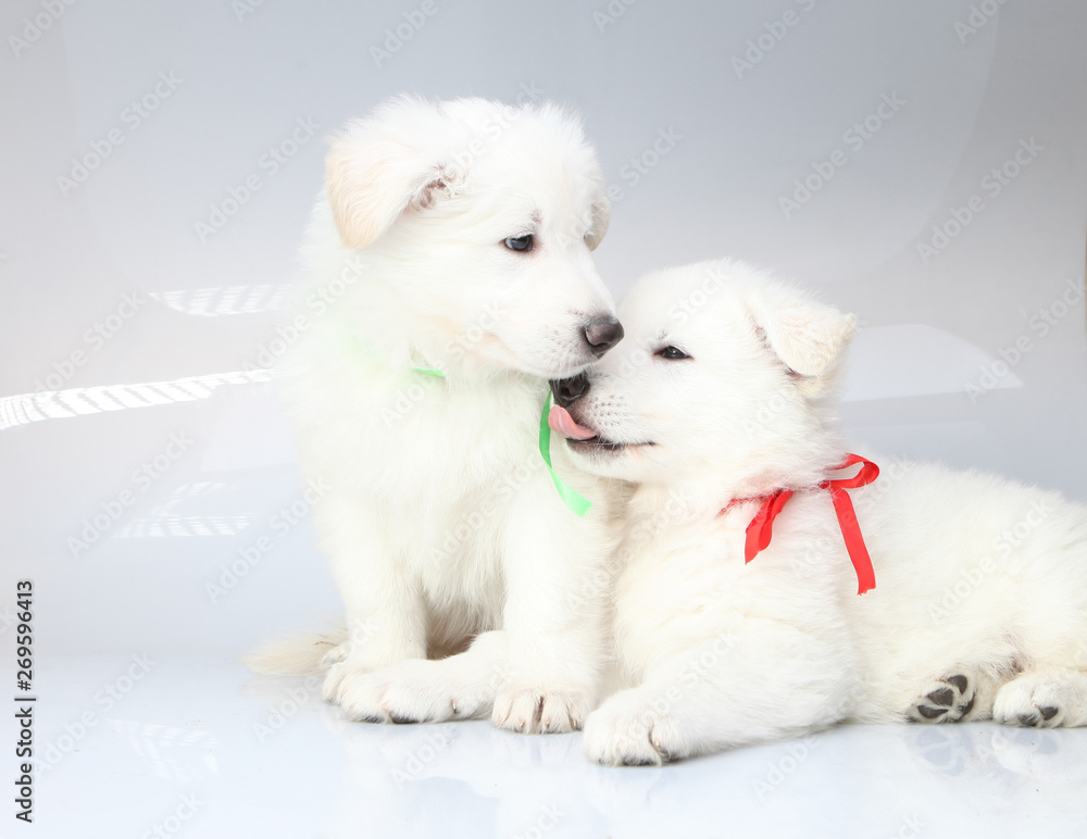 two puppies on white background