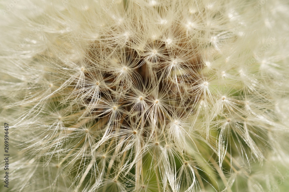 Naklejka premium Одуванчик