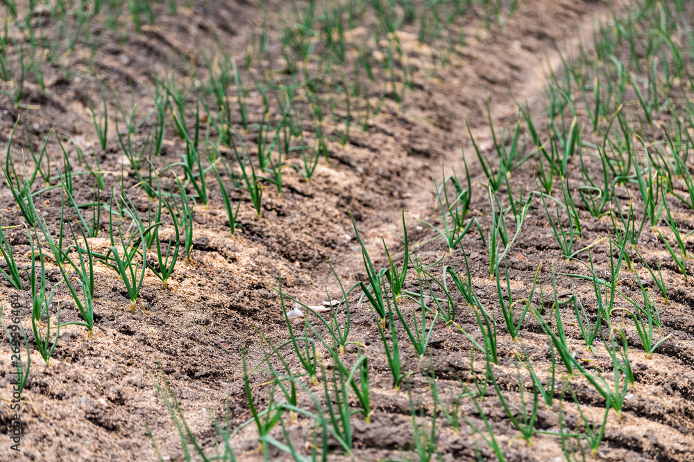 Many green leaves stems of onions on ground in summer garden vegetables growing in soil in Takayama, Japan Many green leaves stems of onions on ground in summer garden vegetables growing in soil in Takayama, Japan