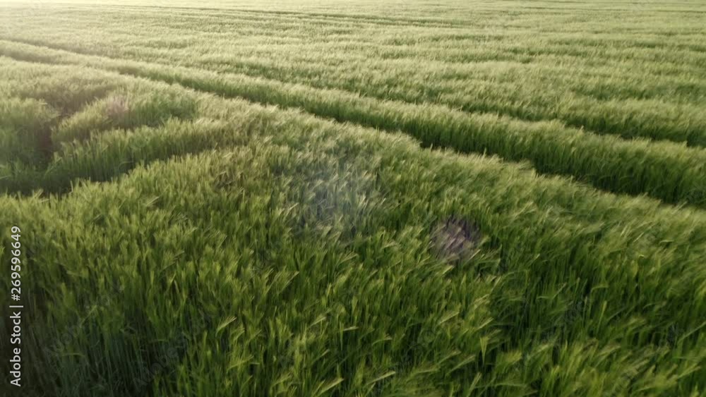 Green grain field at sundown with lens flare Green grain field at sundown with lens flare