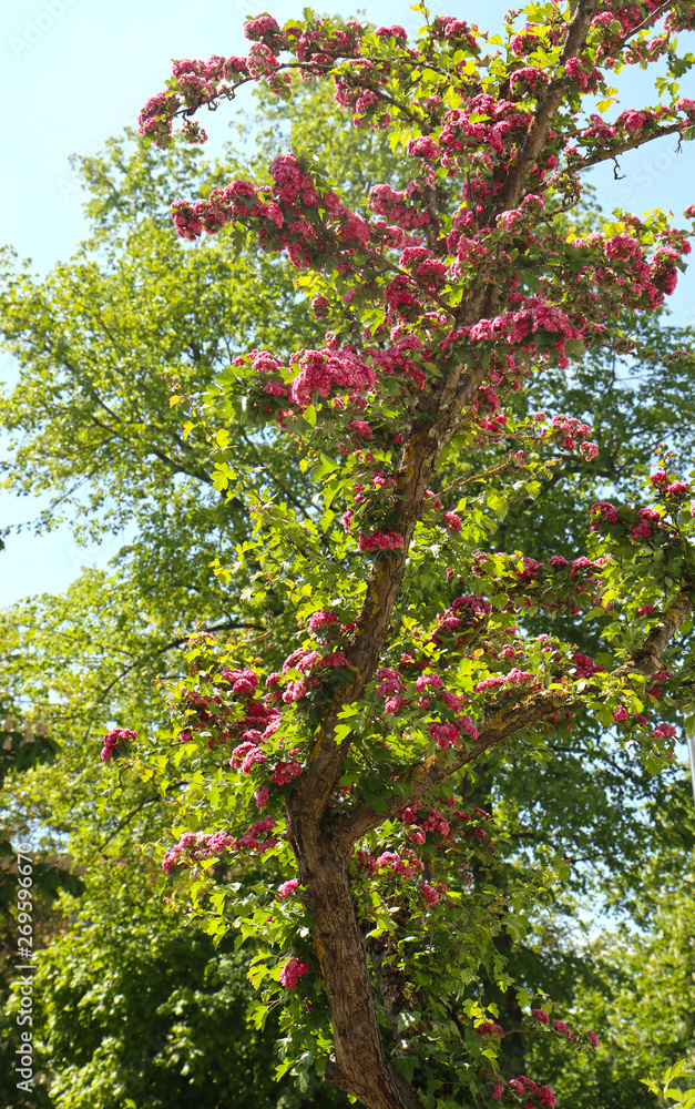 Beautiful Lagerstroemia or crape myrtle tree in full blossom with purple flowers in spring Beautiful Lagerstroemia or crape myrtle tree in full blossom with purple flowers in spring