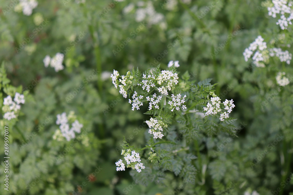 Spring time. Green leaf background garden space for summer banner landscape. Texture color. Chervil botanical. Spring time. Green leaf background garden space for summer banner landscape. Texture color. Chervil botanical.