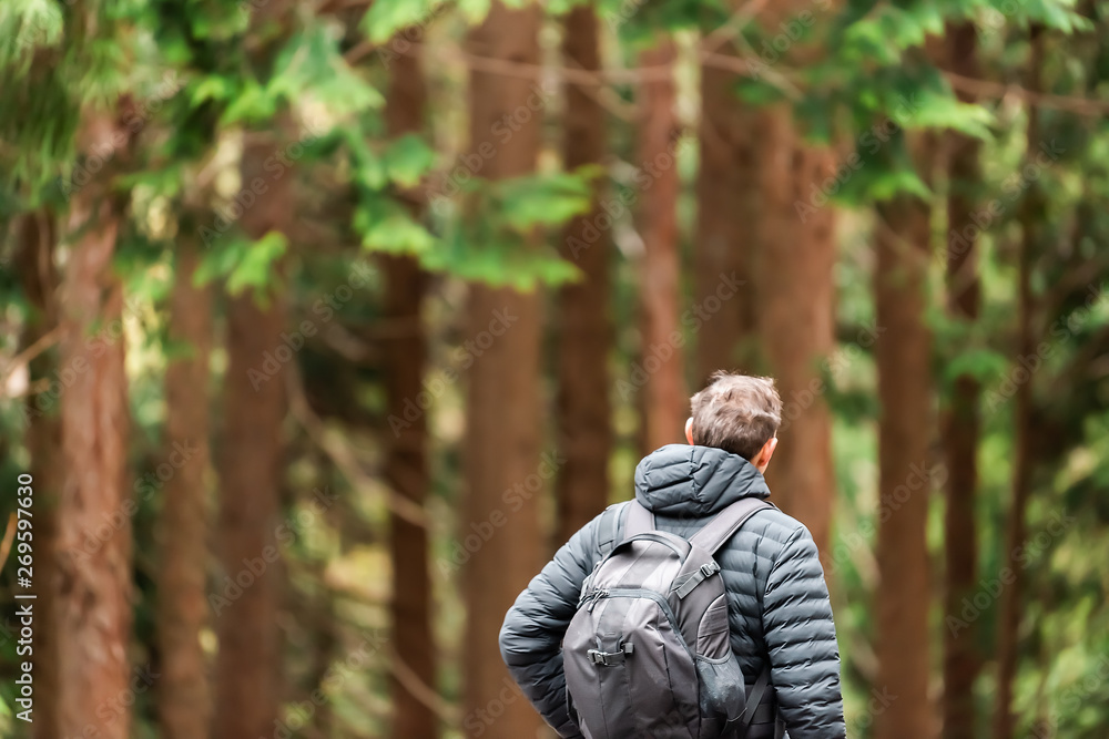 Fototapeta premium Pine tree forest in early spring in Gifu Prefecture, Japan park near Okuhida Villages with man walking on hiking trail