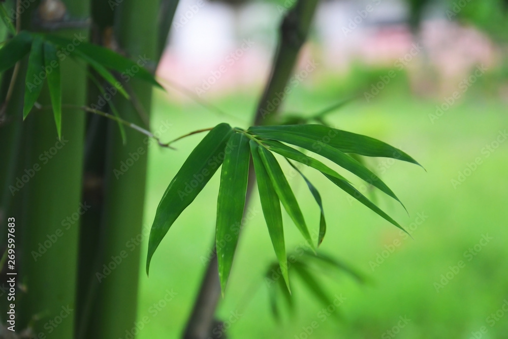 Obraz premium green bamboo
