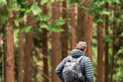 Pine tree forest in early spring in Gifu Prefecture, Japan park near Okuhida Villages with man walking on hiking trail