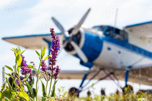 butterfly on a flower