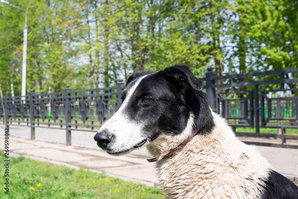 Fototapeta premium a dog on the nature