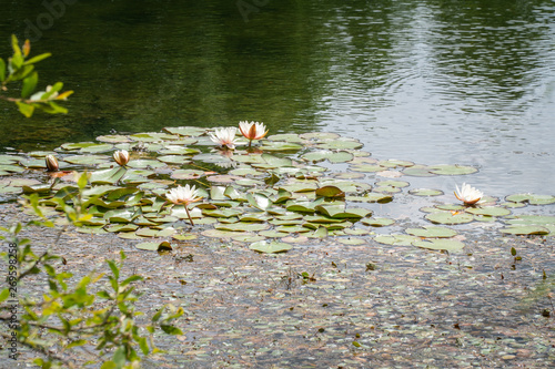 Water lily on park pond photo