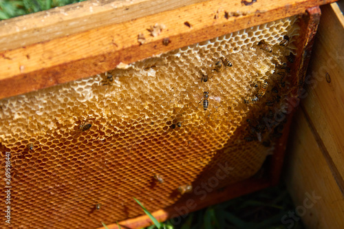 the bees are sitting on honeycombs lying on the top of the hive © Александр Гаврилычев