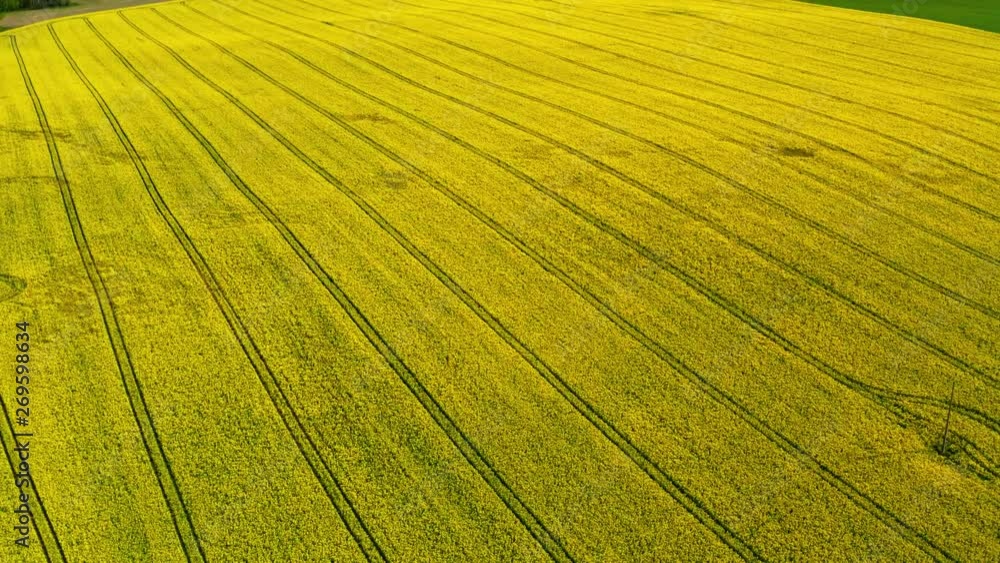 Big blooming yellow rape fields from above, Poland Big blooming yellow rape fields from above, Poland