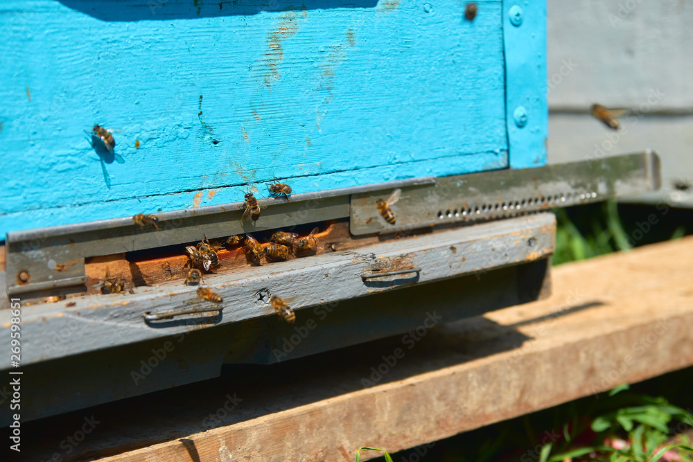 Close up of flying bees. Wooden beehive and bees. Plenty of bees at the entrance of old beehive in apiary. Working bees on plank. Frames of a beehive. Close up of flying bees. Wooden beehive and bees. Plenty of bees at the entrance of old beehive in apiary. Working bees on plank. Frames of a beehive.