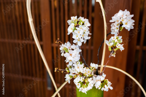 Closeup of white cherry blossom flowers ikebana decoration in Japan in spring with green leaves and vase by wooden door