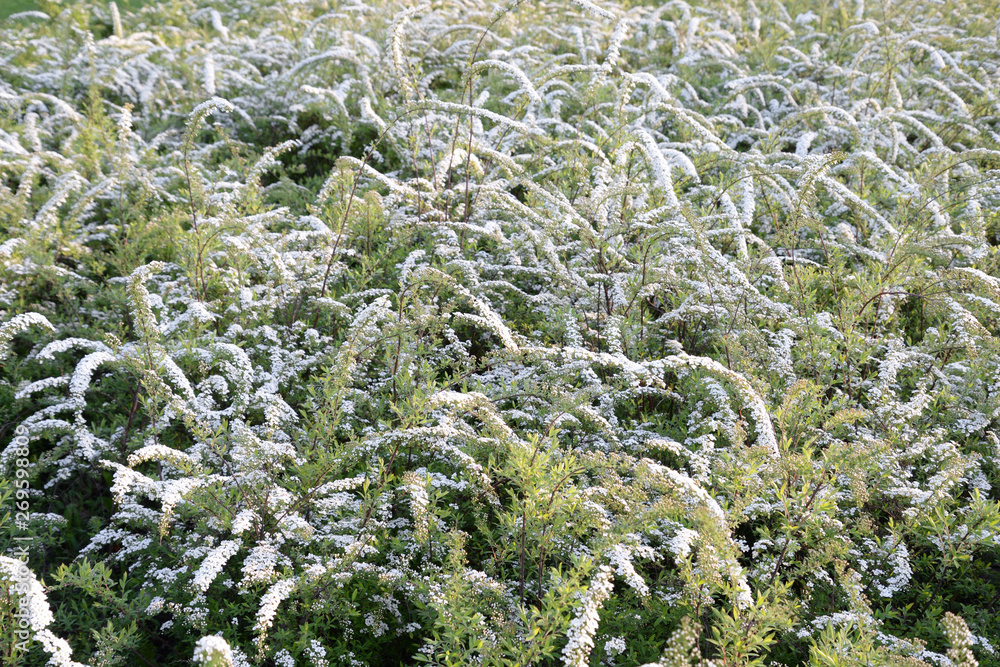 Blooming spirea bush. Blooming spirea bush.