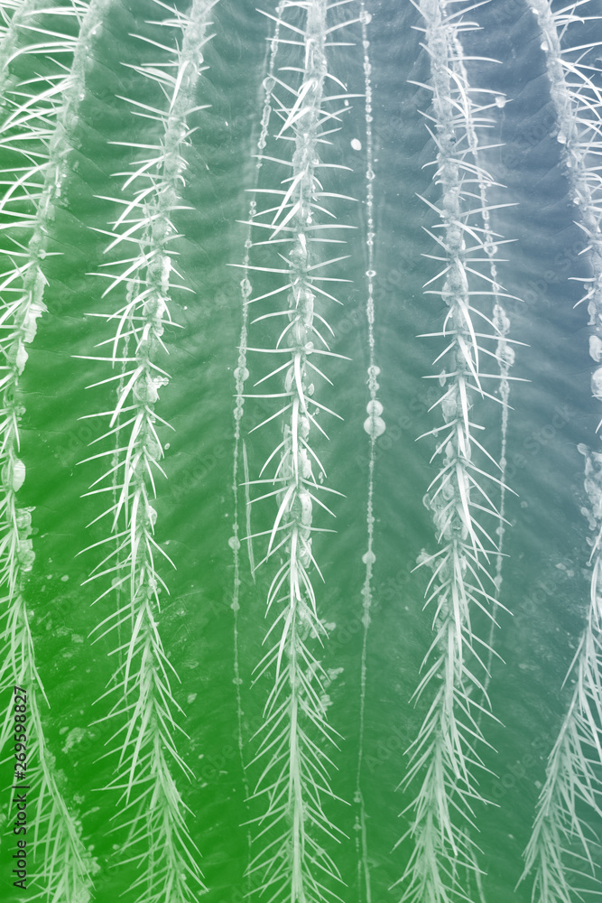 Cactus plant close up. Concept fashion art. Minimal surrealism. Tropical succulent leaves background. Cactus plant close up. Concept fashion art. Minimal surrealism. Tropical succulent leaves background.
