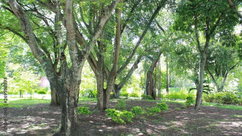 Fototapeta premium Nature and park