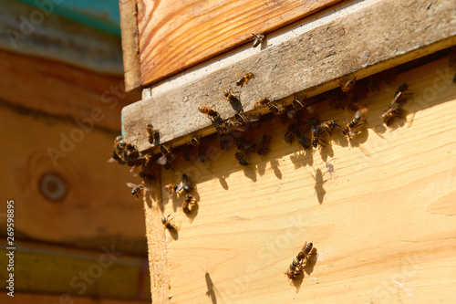 Close up of flying bees. Wooden beehive and bees. Plenty of bees at the entrance of old beehive in apiary. Working bees on plank. Frames of a beehive.  © Александр Гаврилычев