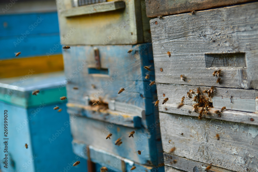 Close up of flying bees. Wooden beehive and bees. Plenty of bees at the entrance of old beehive in apiary. Working bees on plank. Frames of a beehive. Close up of flying bees. Wooden beehive and bees. Plenty of bees at the entrance of old beehive in apiary. Working bees on plank. Frames of a beehive.