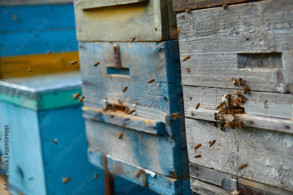 Close up of flying bees. Wooden beehive and bees. Plenty of bees at the entrance of old beehive in apiary. Working bees on plank. Frames of a beehive. 