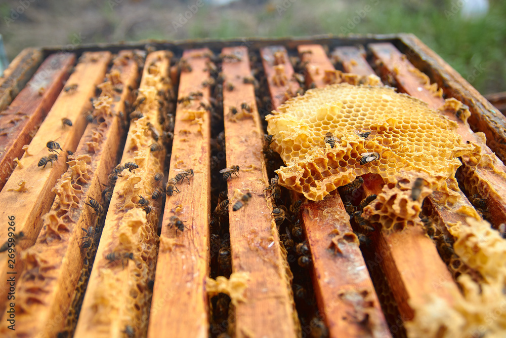 the bees are sitting on honeycombs lying on the top of the hive the bees are sitting on honeycombs lying on the top of the hive