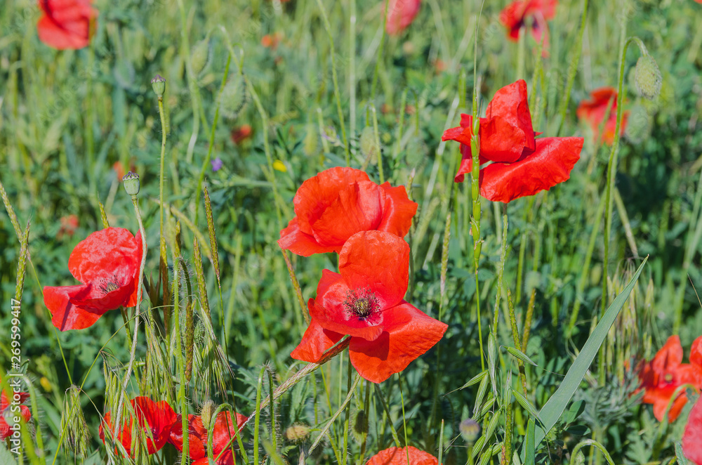 Obraz premium poppy fields at the morning