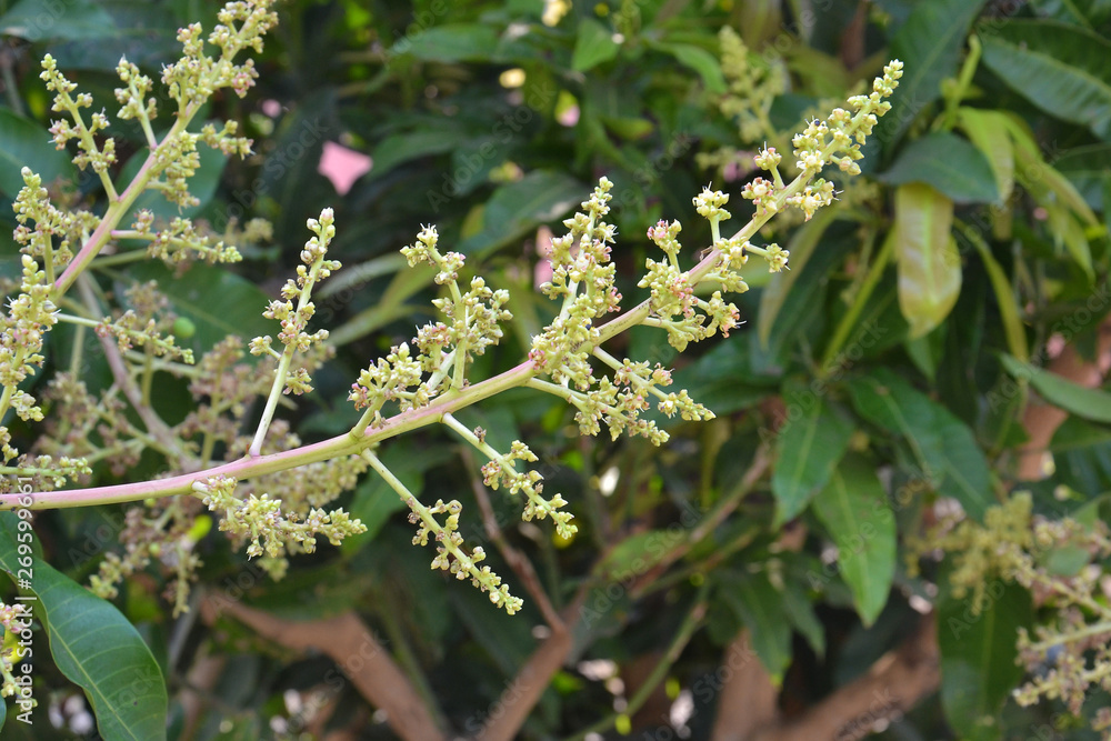 mango flower on tree mango flower on tree