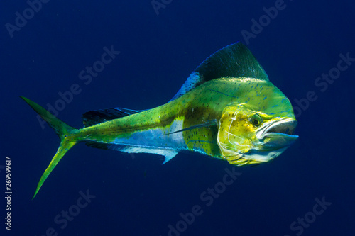 Mahi Mahi or Dolphin Fish shows off her colors.