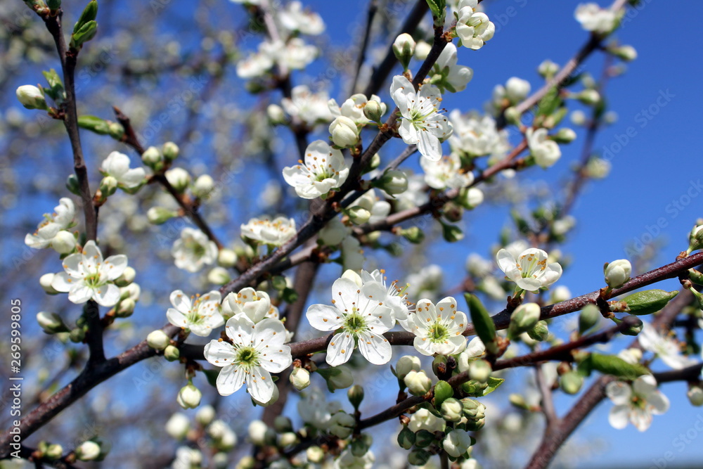 Small flowers of cherry blossom in spring Small flowers of cherry blossom in spring