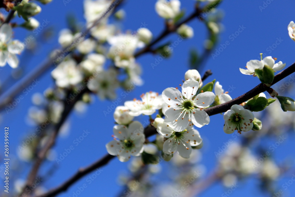 Small flowers of cherry blossom in spring