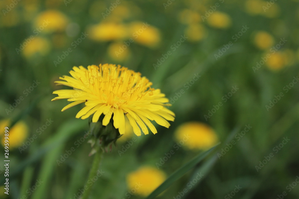 Texture green juicy tall grass with yellow flowers on a summer summer day Texture green juicy tall grass with yellow flowers on a summer summer day