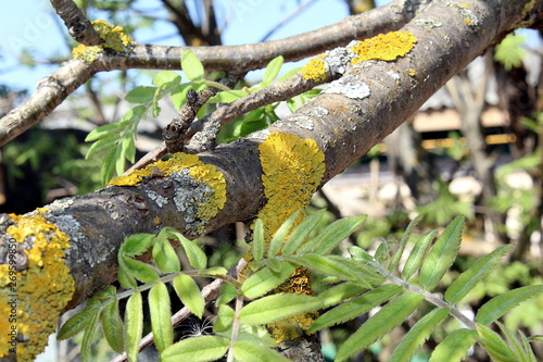 Mountain ash bark damaged by lichen disease on a mountain ash branch