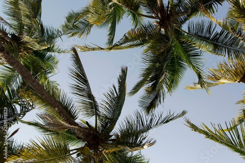 Palmeras