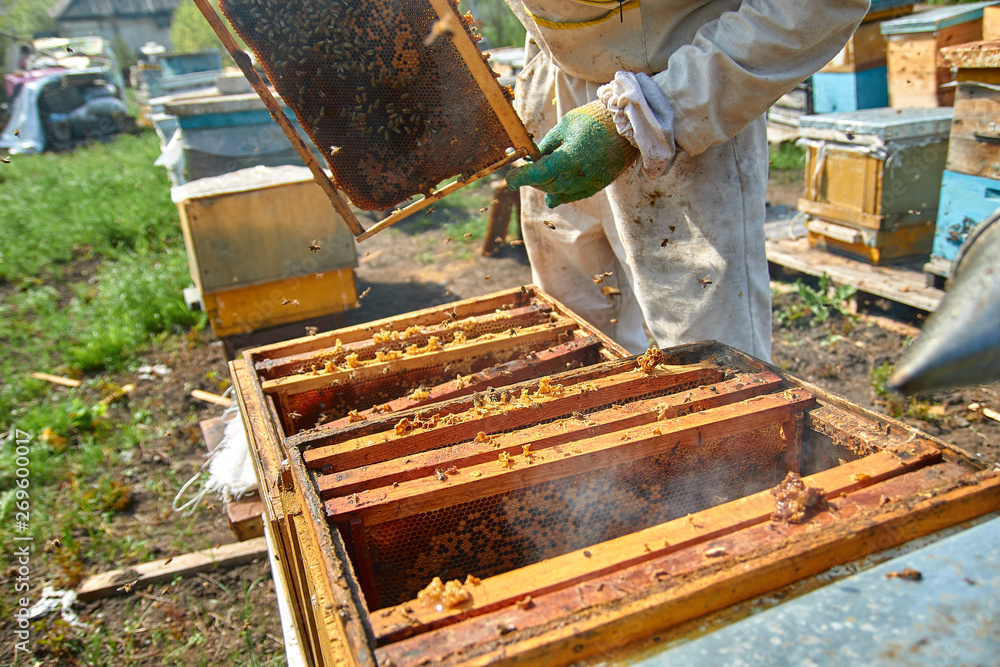 beekeeper in gloves and a beekeeper's costume checks beehives with bees, preparing for collecting honey, caring for frames with honeycombs beekeeper in gloves and a beekeeper's costume checks beehives with bees, preparing for collecting honey, caring for frames with honeycombs