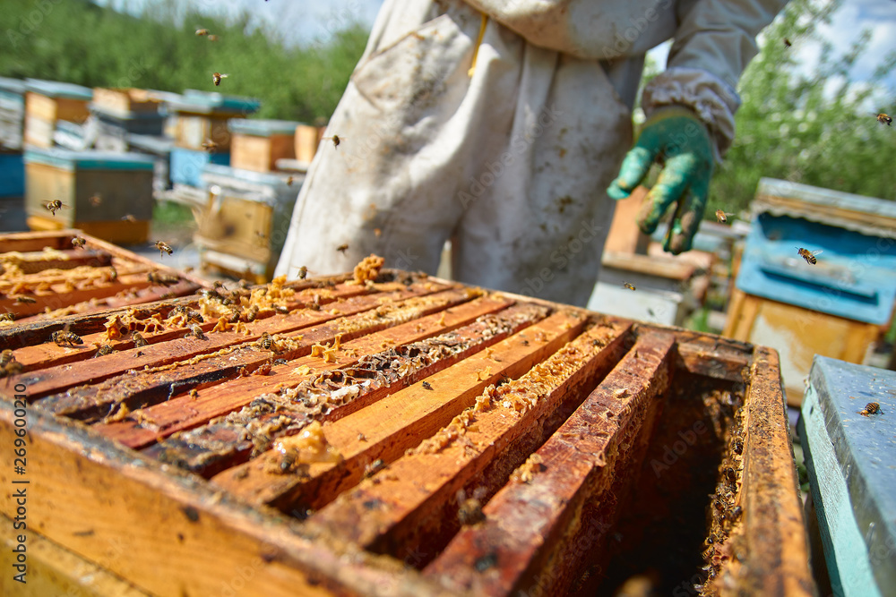 Close up of flying bees. Wooden beehive and bees. Plenty of bees at the entrance of old beehive in apiary. Working bees on plank. Frames of a beehive. Close up of flying bees. Wooden beehive and bees. Plenty of bees at the entrance of old beehive in apiary. Working bees on plank. Frames of a beehive.