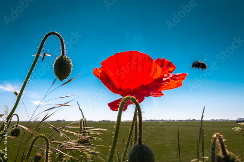 Red poppy and a blue sky in the Netherlands, region Gaasterland, province Friesland photo