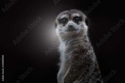 Adorable gray haired meerkat looking at camera and standing in back lit