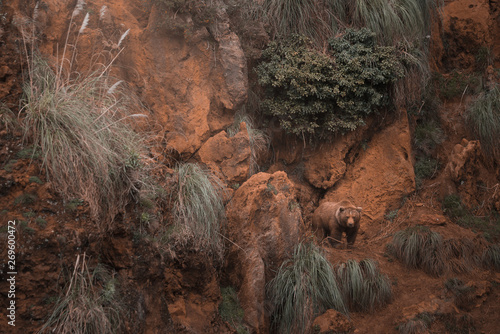 Brown bear walking in rocky terrain photo