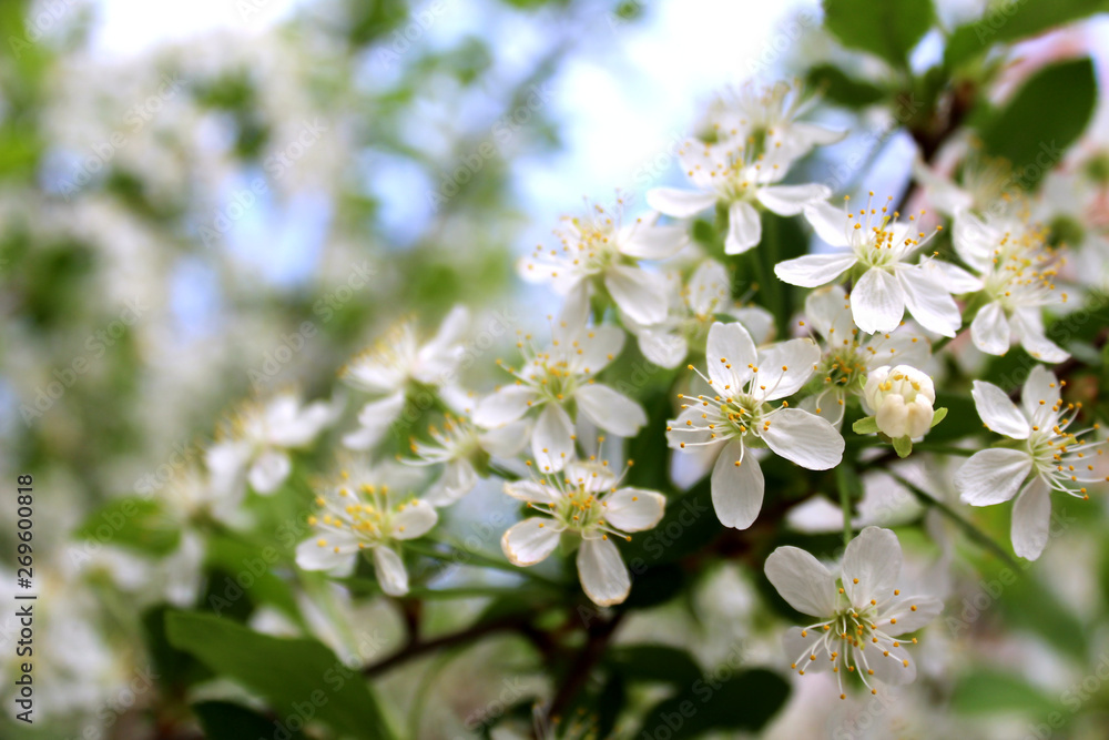 Small flowers of cherry blossom in spring