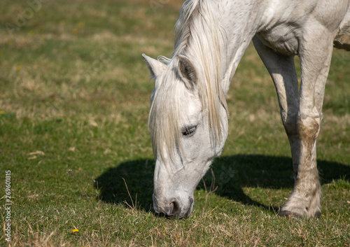 horse eating grass
