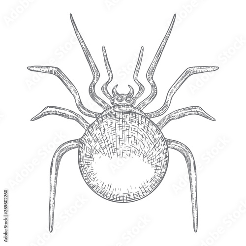 Black spider close up, big scary spider isolated, poisonous insect , arachnophobia background, drawing tattoo design. Drawn witchcraft, voodoo magic attribute. Illustration for Halloween. Vector.