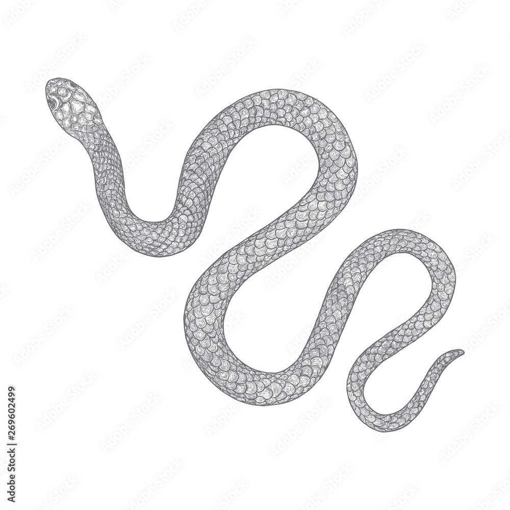 Fototapeta premium Snake drawing illustration. Black serpent isolated on a white background tattoo design. Venomous reptile, drawn witchcraft, voodoo magic attribute for Halloween. Vector.