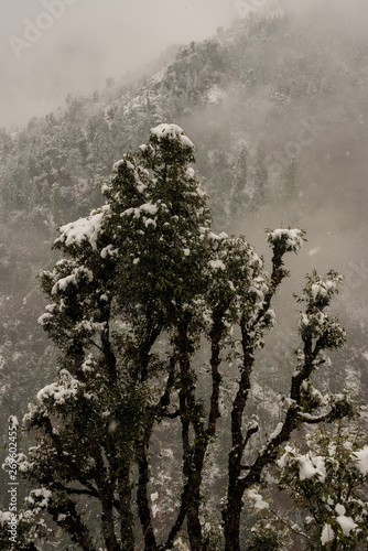 Winter landscape. Tree and dry grass plants in the snow. Snow caped mountain range in blurred background.