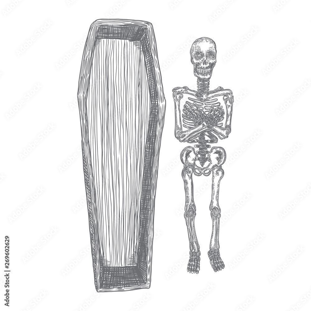 Human skeleton and coffin hand drawing. Dead skeleton. Halloween open