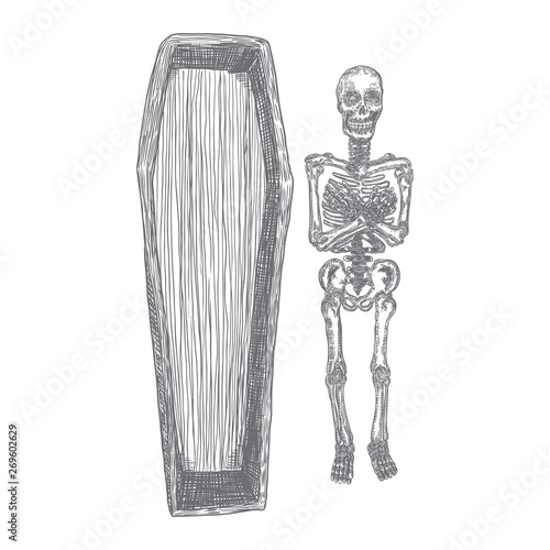 Human skeleton and coffin hand drawing. Dead skeleton. Halloween open casket.  Witchcraft magic, occult voodoo. Vector.